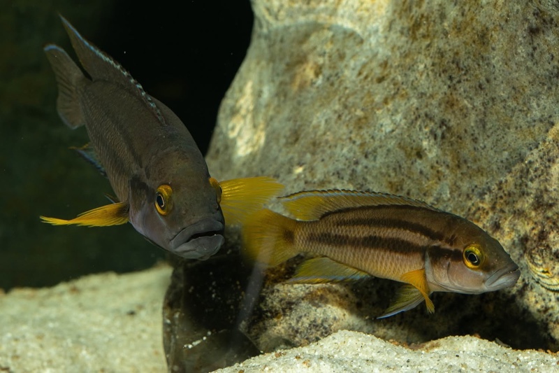Neolamprologus bifasciatus 'Muzi'